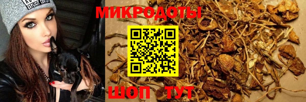 Псилоцибиновые грибы Psilocybine cubensis Дедовск